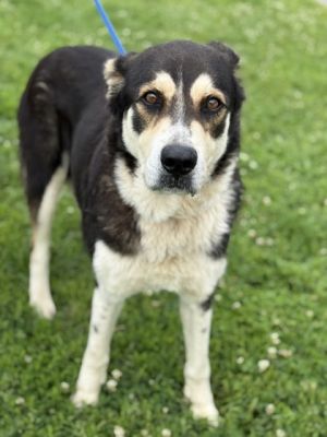 Meet Leni Leni is described as energetic gentle quiet and easygoing by volunteers Leni knows si