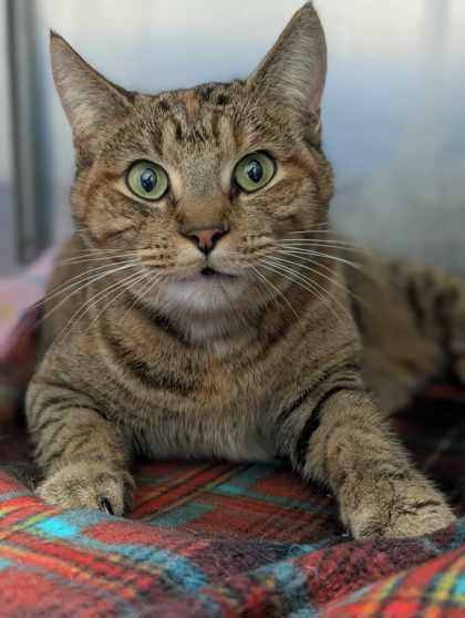 Nutmeg