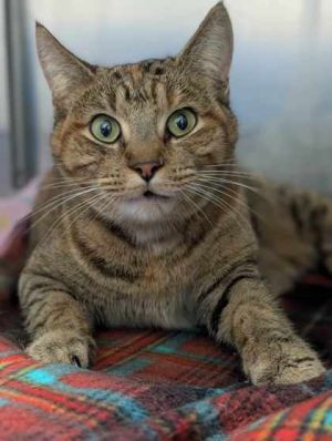 Nutmeg, Adult Female unknown