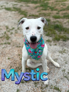 Mystic/bella 124422, Adult Female Labrador Retriever