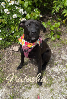 Natasha 32605