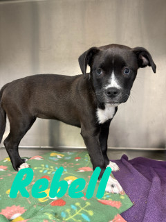 Rebell 124620
