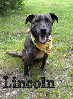 Lincoln/buddy 124422
