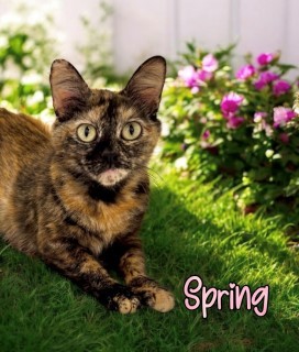Spring 32301