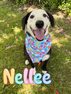 Nellee 32606