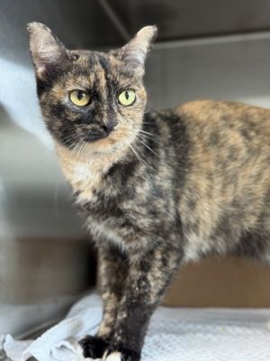 Tutti, Adult Female Domestic Short Hair