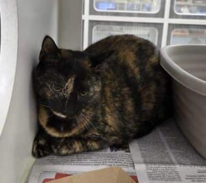 Rory, Baby Female Domestic Short Hair