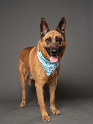 Root, Adult Male Mixed Breed