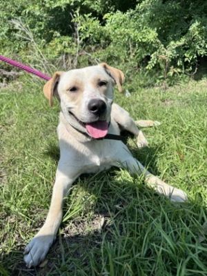 Sheila, Young Female Labrador Retriever