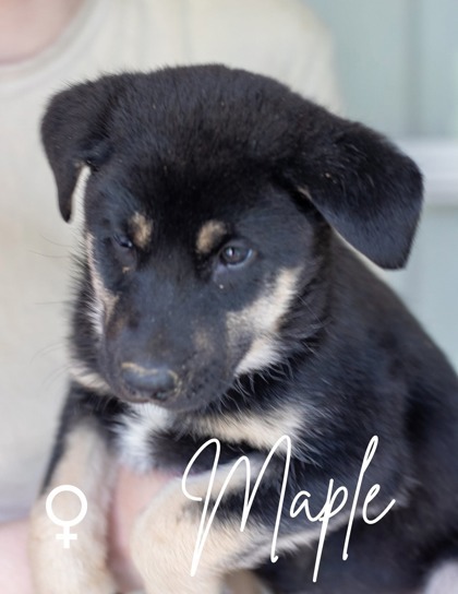 Maple