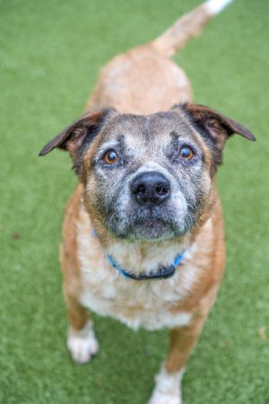 What my friends at Seattle Humane say about me Im a calm easygoing girl whos a breeze to harness