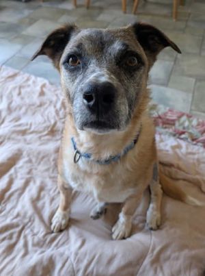 What my friends at Seattle Humane say about me Im a calm easygoing girl whos a breeze to harness