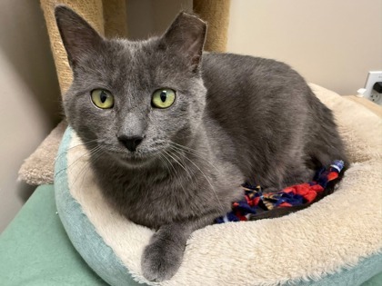 Eleven, an adoptable Domestic Short Hair in Neenah, WI, 54956 | Photo Image 1