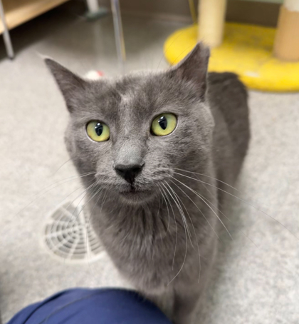 Eleven, an adoptable Domestic Short Hair in Neenah, WI, 54956 | Photo Image 2
