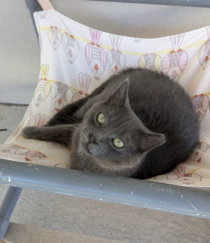 Eleven, an adoptable Domestic Short Hair in Neenah, WI, 54956 | Photo Image 2