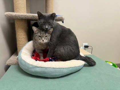 Eleven, an adoptable Domestic Short Hair in Neenah, WI, 54956 | Photo Image 3