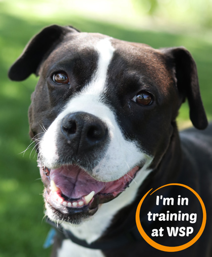 Eko, an adoptable Mixed Breed in Walla Walla, WA, 99362 | Photo Image 1