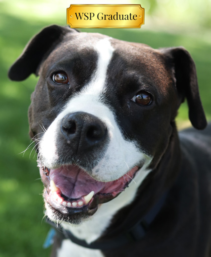 Eko, an adoptable Mixed Breed in Walla Walla, WA, 99362 | Photo Image 1