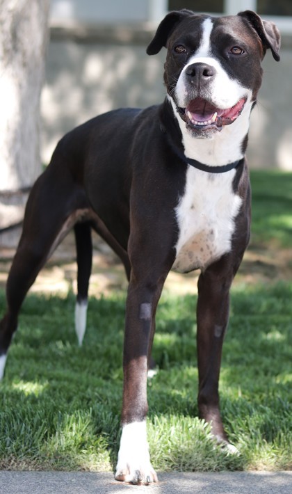 Eko, an adoptable Mixed Breed in Walla Walla, WA, 99362 | Photo Image 2