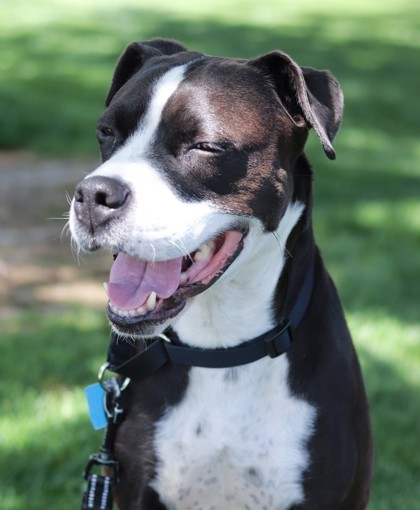 Eko, an adoptable Mixed Breed in Walla Walla, WA, 99362 | Photo Image 3