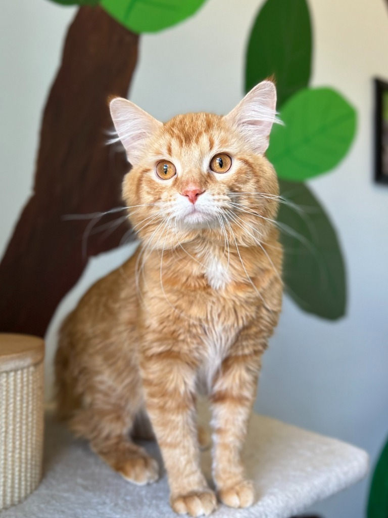 Ringo