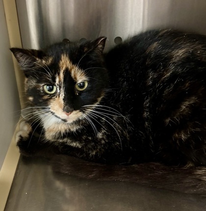 Jellyroll, an adoptable Domestic Short Hair in Pendleton, OR, 97801 | Photo Image 1