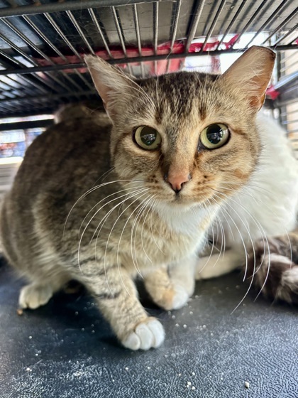 Party, an adoptable Domestic Short Hair in Pendleton, OR, 97801 | Photo Image 1