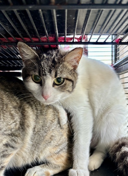 Retro, an adoptable Domestic Short Hair in Pendleton, OR, 97801 | Photo Image 1