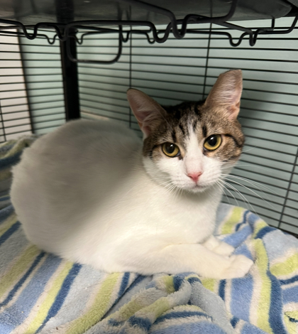 Retro, an adoptable Domestic Short Hair in Pendleton, OR, 97801 | Photo Image 1