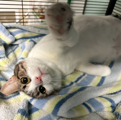 Retro, an adoptable Domestic Short Hair in Pendleton, OR, 97801 | Photo Image 2