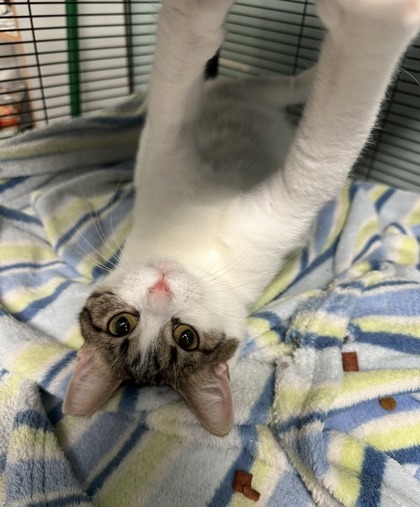 Retro, an adoptable Domestic Short Hair in Pendleton, OR, 97801 | Photo Image 3