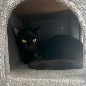 Miesha (&amp; Lucky), Young Female unknown