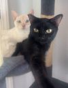 Miesha (& Lucky) photo 1