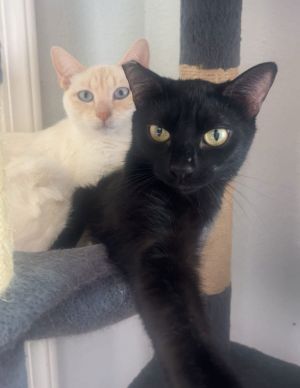 Miesha (& Lucky), Young Female unknown