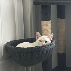 Lucky (&amp; Miesha), Young Male Domestic Short Hair