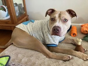 Bodi, Adult Male American Staffordshire Terrier