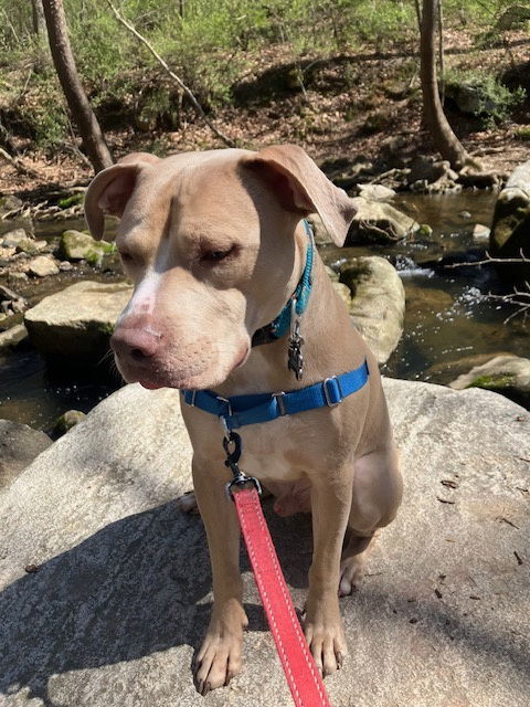 Bodi