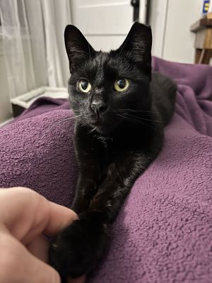 Dipstick, Adult Female unknown