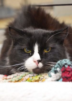 Roswell is a quiet shy guy who takes comfort in the company of other laid-back cats Hes a bit of
