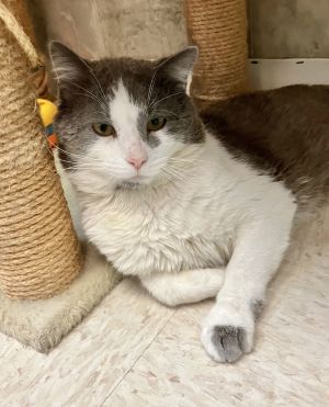 Quagmire - KBC, Adult Male Domestic Short Hair