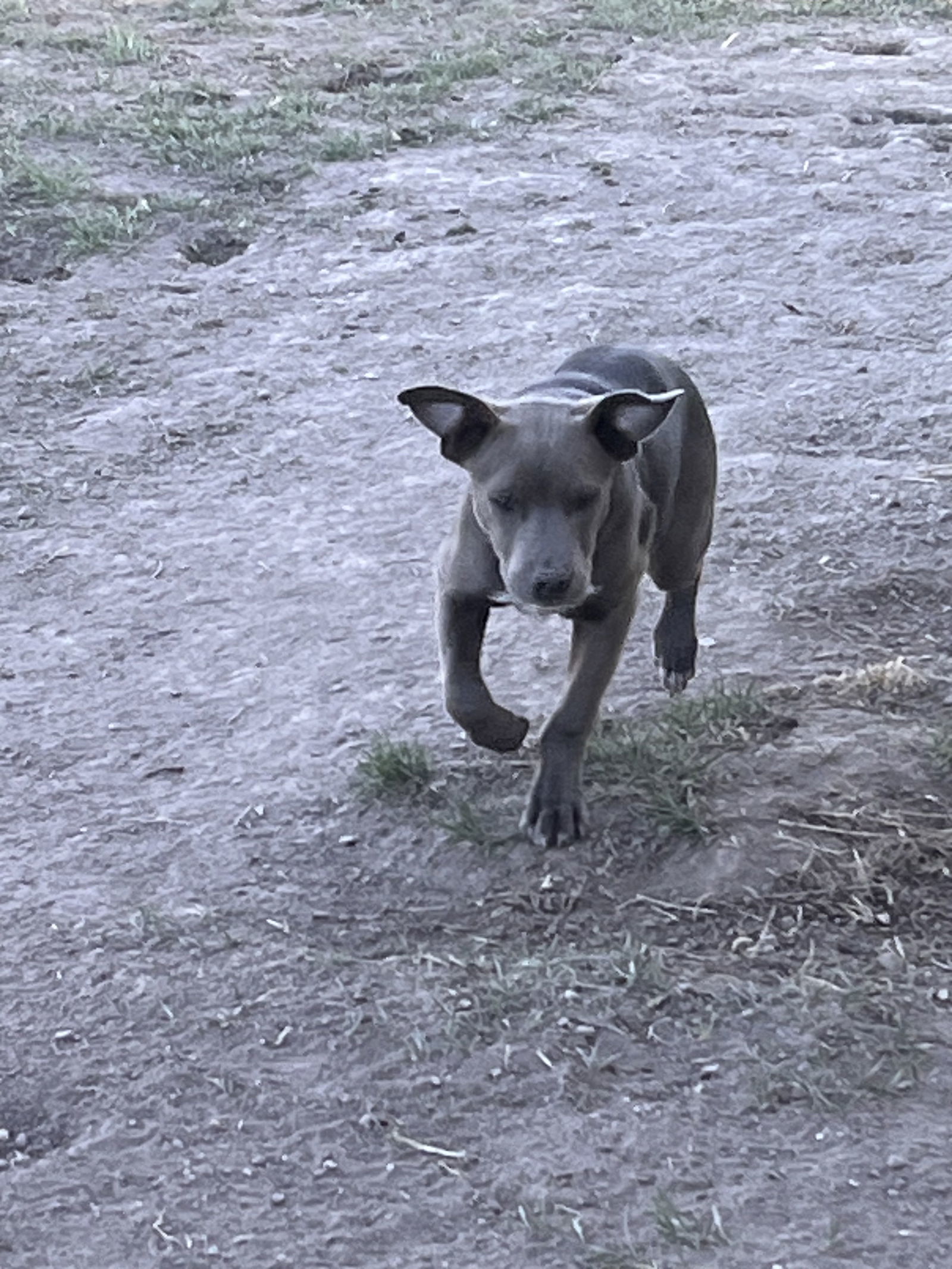 Trixie, an adoptable Labrador Retriever, Pit Bull Terrier in Polson, MT, 59860 | Photo Image 2