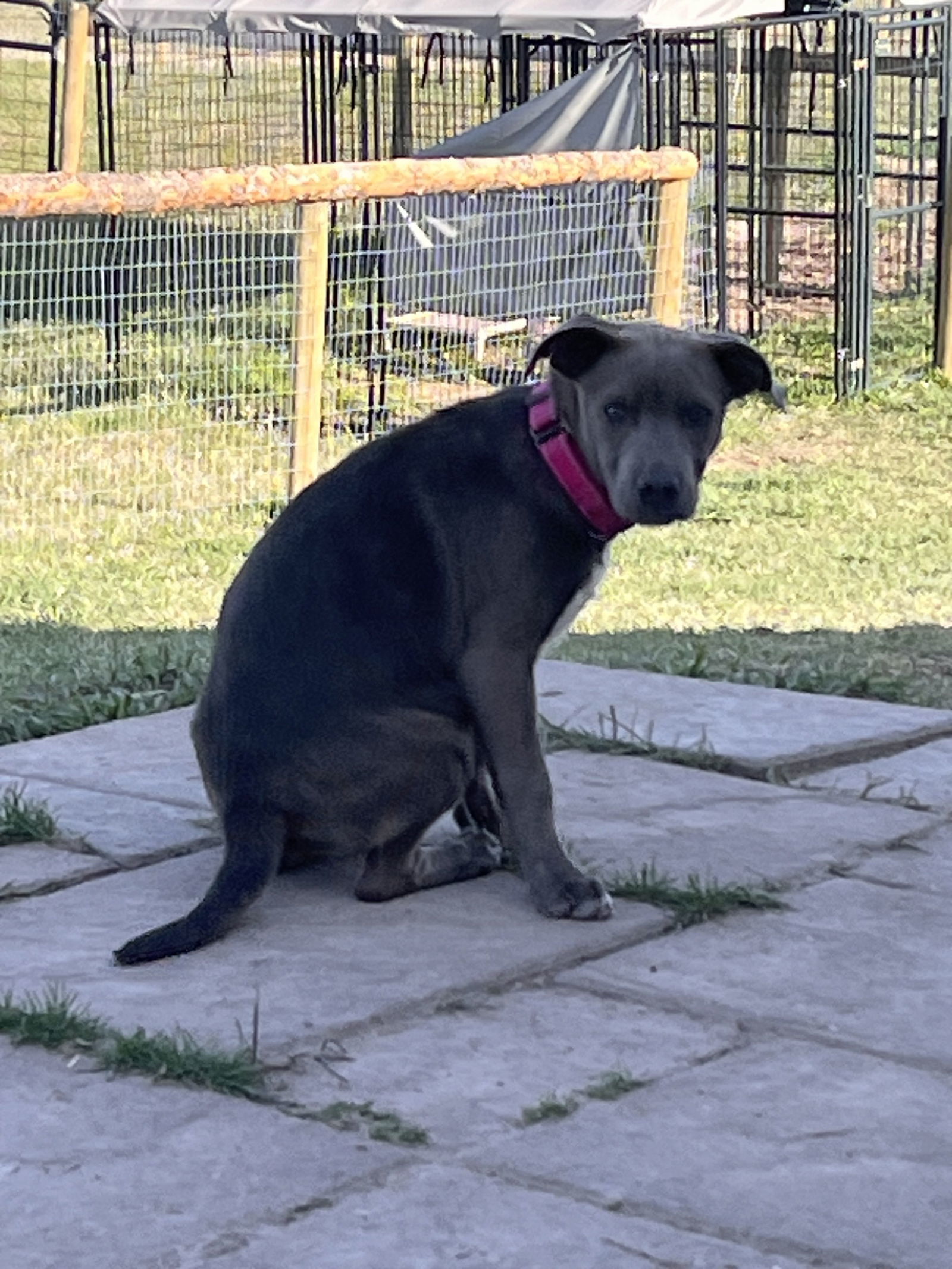 Trixie, an adoptable Labrador Retriever, Pit Bull Terrier in Polson, MT, 59860 | Photo Image 3