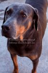 Aries 3406 photo 1