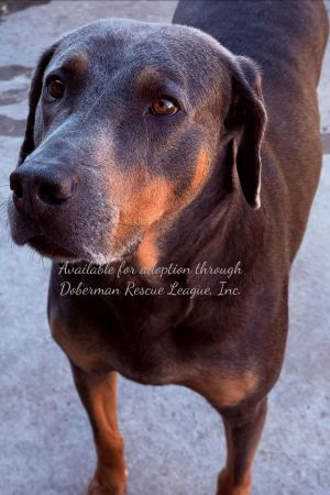 Aries 3406, Senior Male Doberman Pinscher