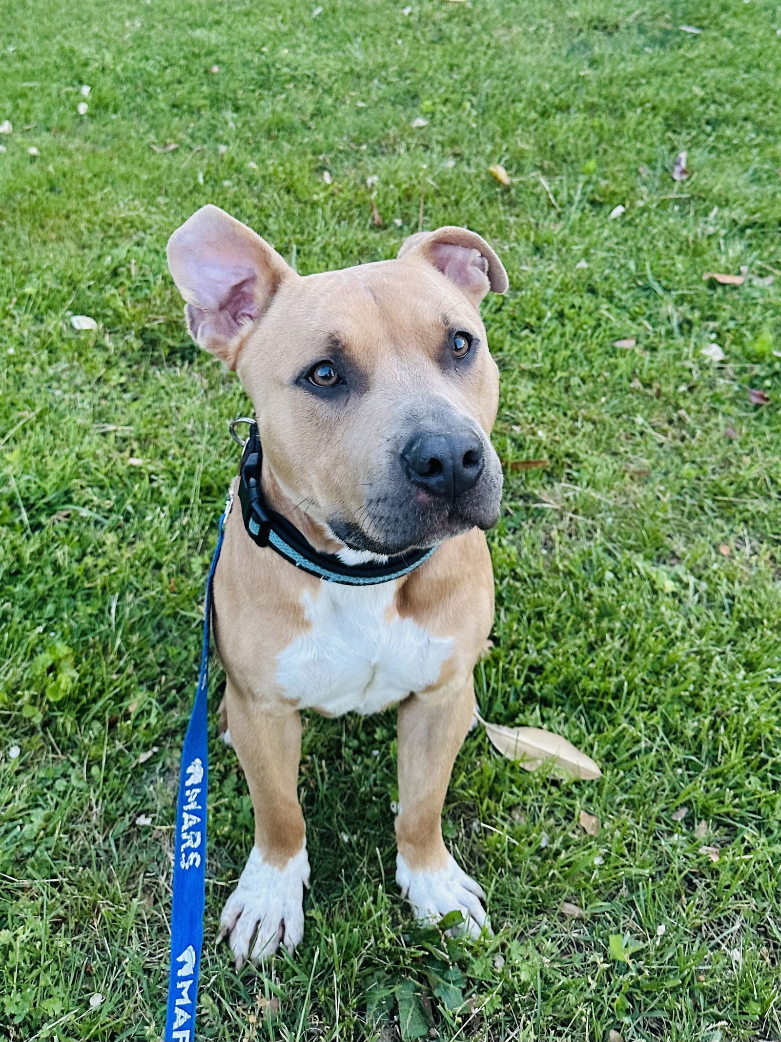 Divine FOSTER HOME NEEDED
