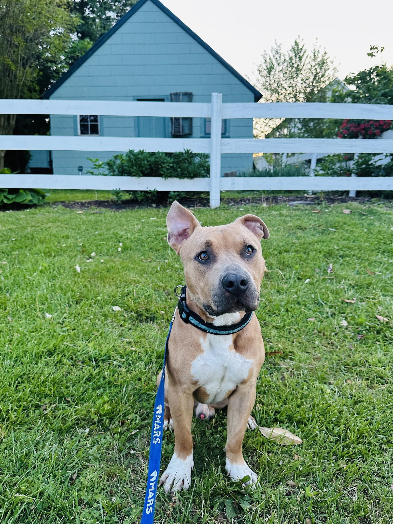 Divine FOSTER HOME NEEDED