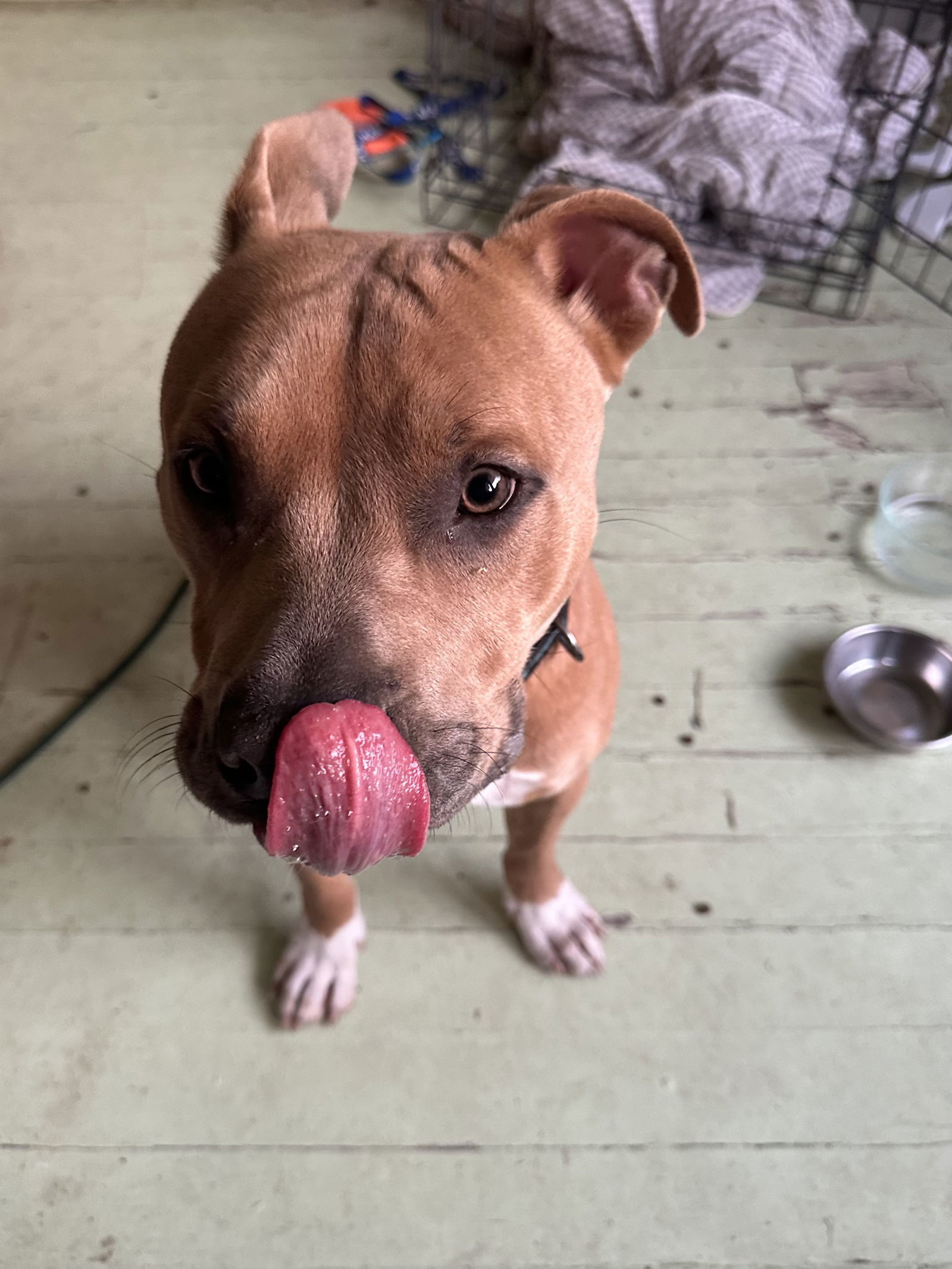 Divine FOSTER HOME NEEDED