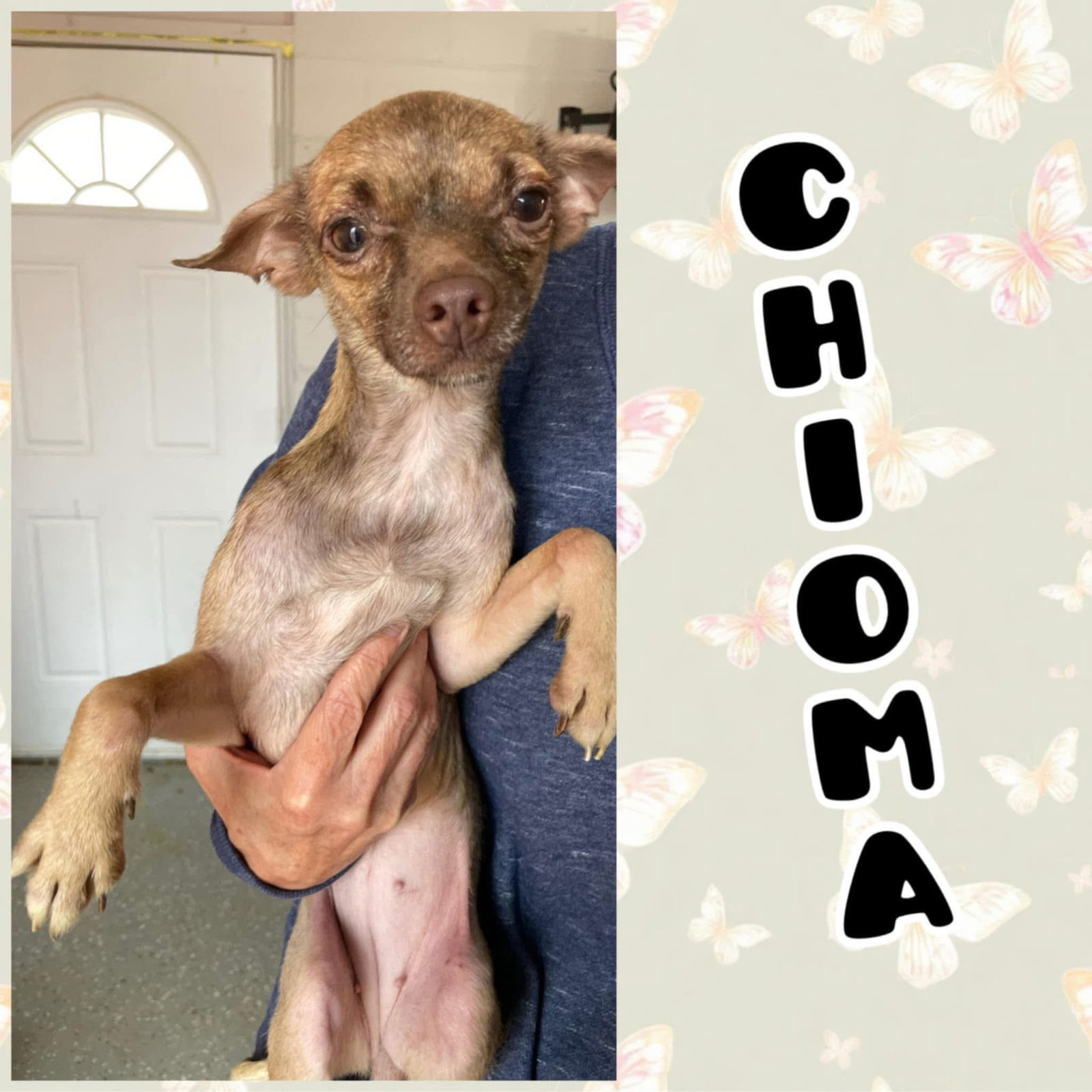 Chioma