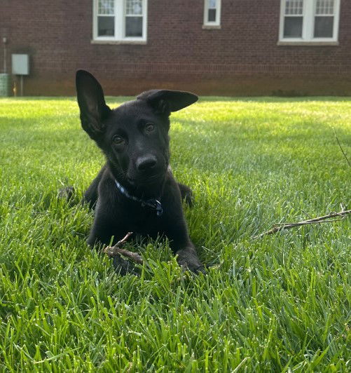 Juno