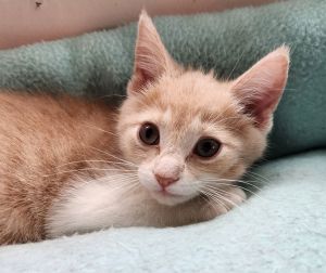 Maggie, Young Female Domestic Short Hair